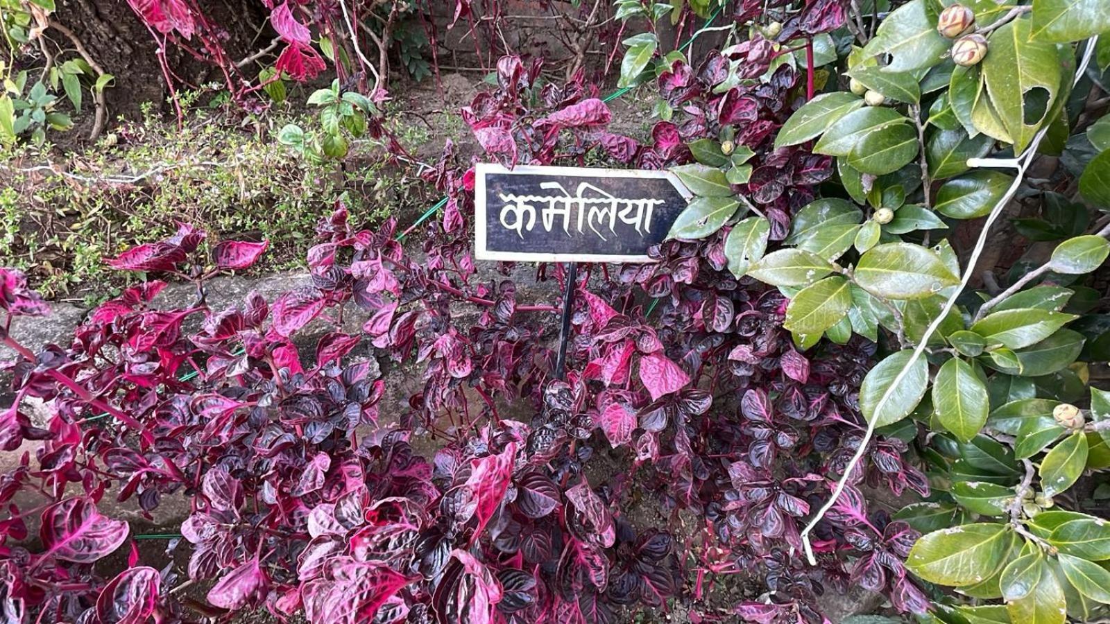 8Fold-Pinecrest By Larisa, Bhimtal Hotell Exteriör bild
